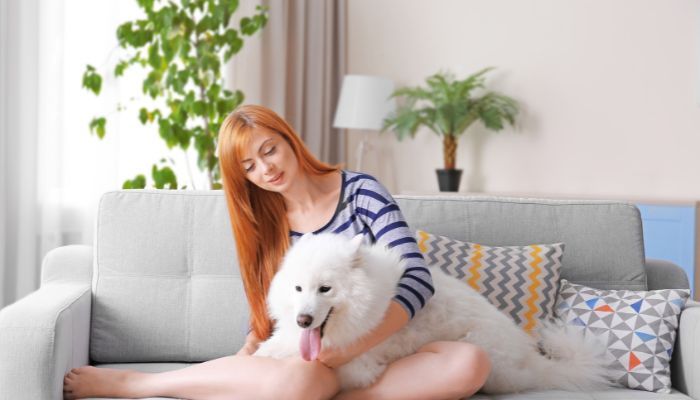 Removing Pet Hair from Your Couch: The Ultimate Guide